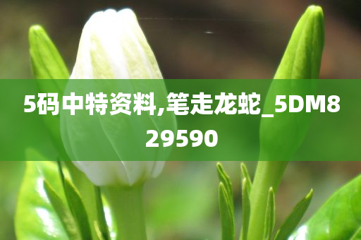 5码中特资料,笔走龙蛇_5DM829590