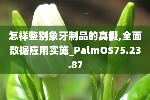 怎样鉴别象牙制品的真假,全面数据应用实施_PalmOS75.23.87